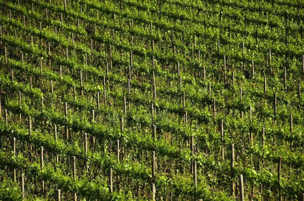 קסטלנואובו ברארדנגה Agriturismo Poggio Bonelli מראה חיצוני תמונה